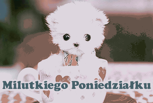 Biały miś miłego poniedziałku